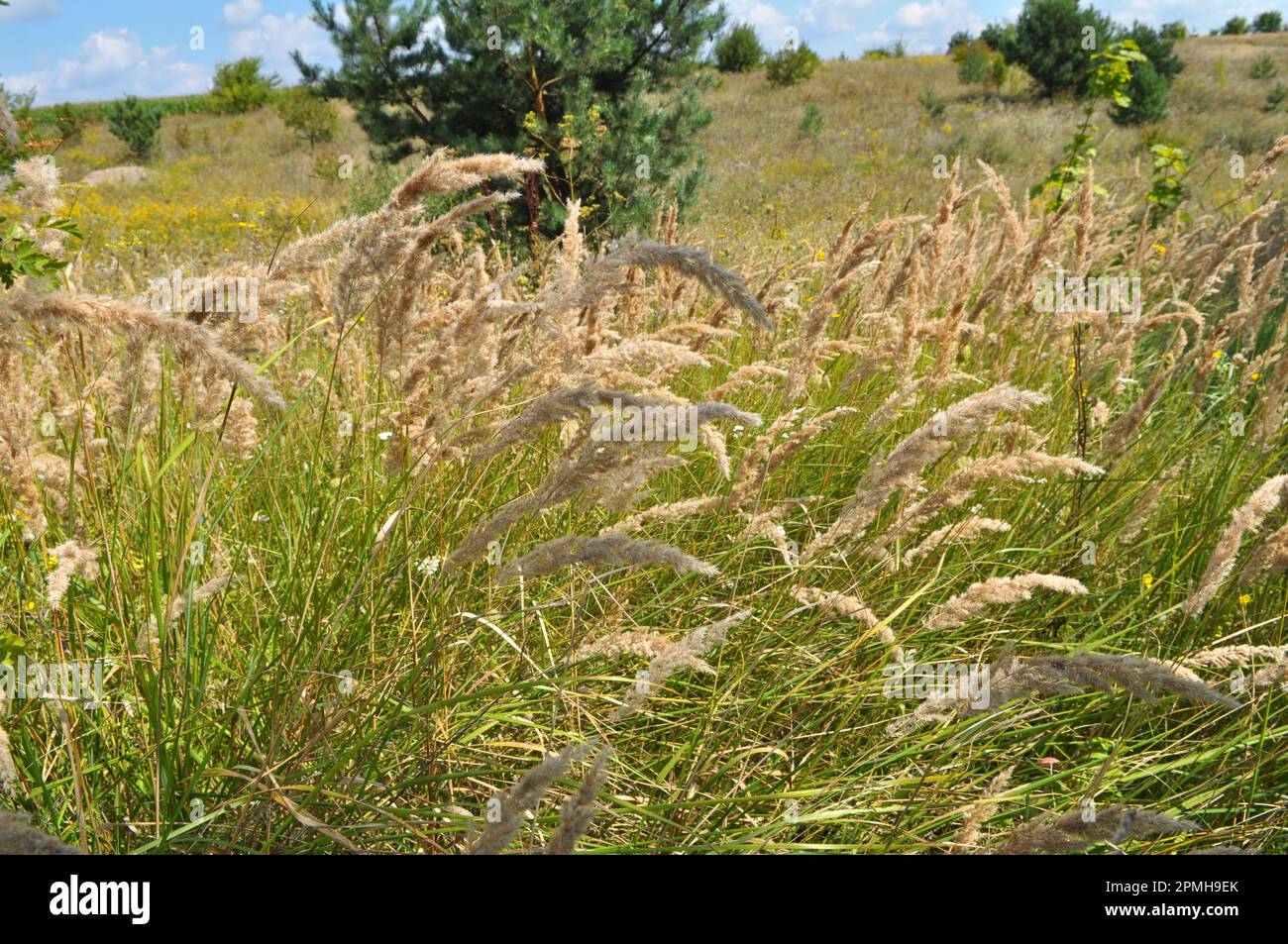Calamagrostis epigejos pousse dans la nature parmi les graminées. Banque D'Images