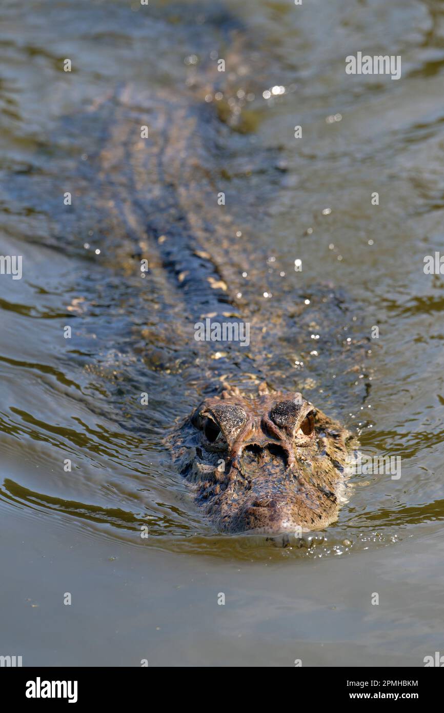Caïman noir (Melanosuchus niger) nageant dans le fleuve Madre de Dios, parc national de Manu, Amazonie péruvienne, Pérou, Amérique du Sud Banque D'Images