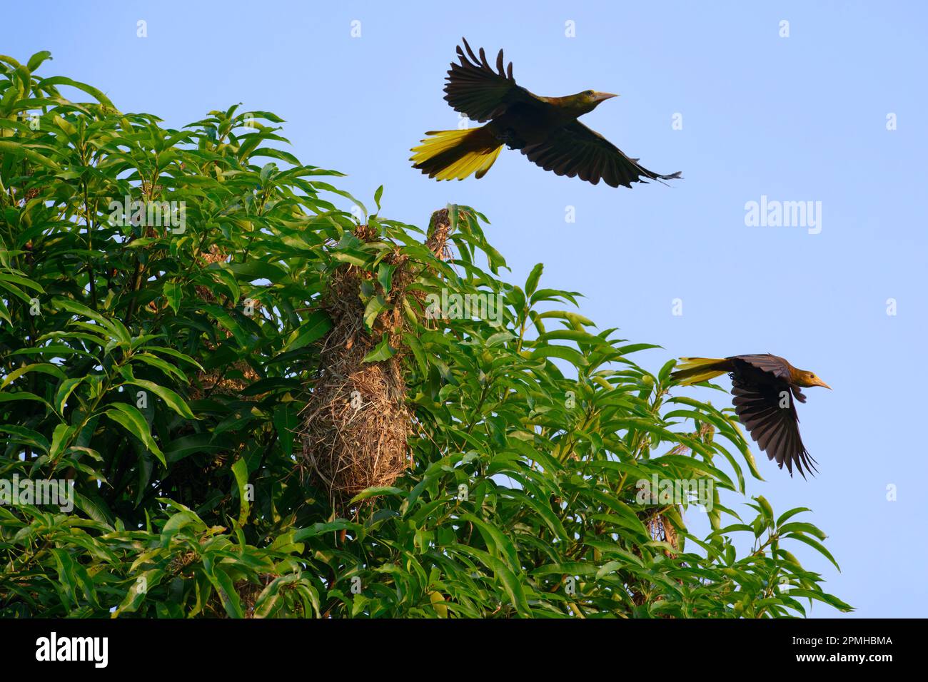 Oropendolas à crête volante (Cornbirds) (Psarocolius decumanus) sur le lieu de nidification, Parc national de Manu, Amazonie péruvienne, Pérou, Amérique du Sud Banque D'Images