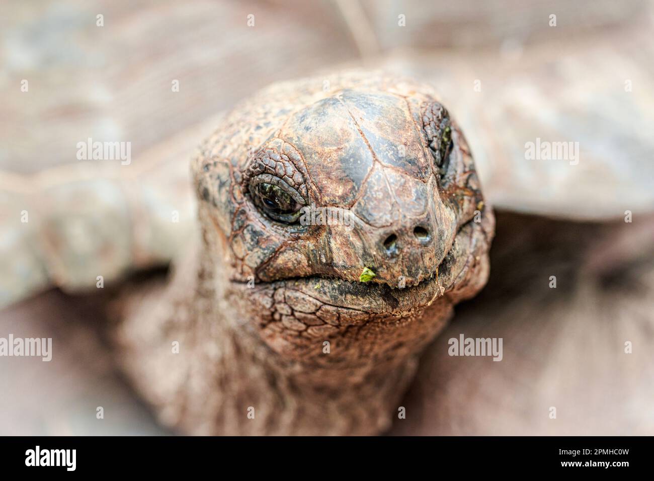 Chef d'une tortue géante, prison Island, Zanzibar, Tanzanie, Afrique de l'est, Afrique Banque D'Images