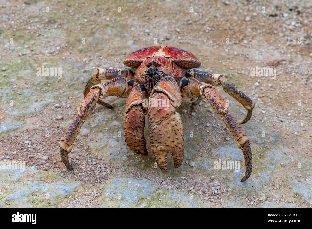 Crabe géant, île de Noël, Australie, Océan Indien Banque D'Images