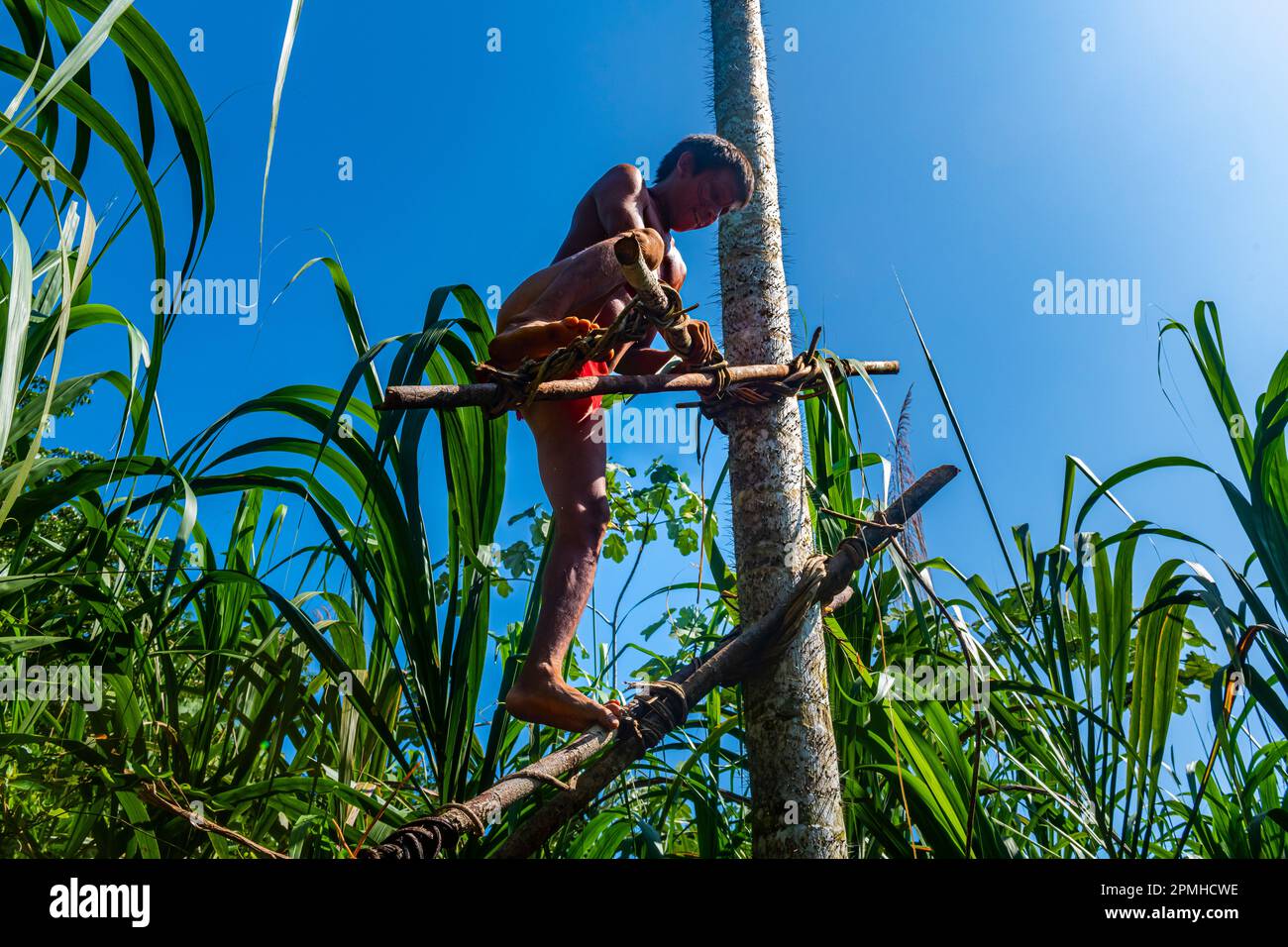 Yanomami grimpant avec une construction en bambou sur un arbre à pointes, tribu Yanomami, sud du Venezuela, Amérique du Sud Banque D'Images