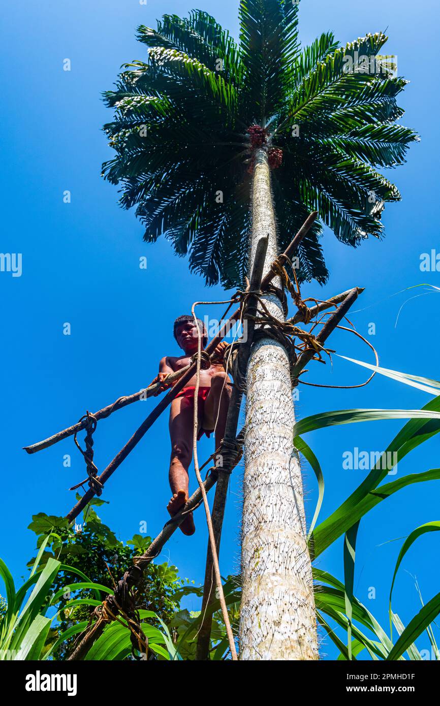 Yanomami grimpant avec une construction en bambou sur un arbre à pointes, tribu Yanomami, sud du Venezuela, Amérique du Sud Banque D'Images