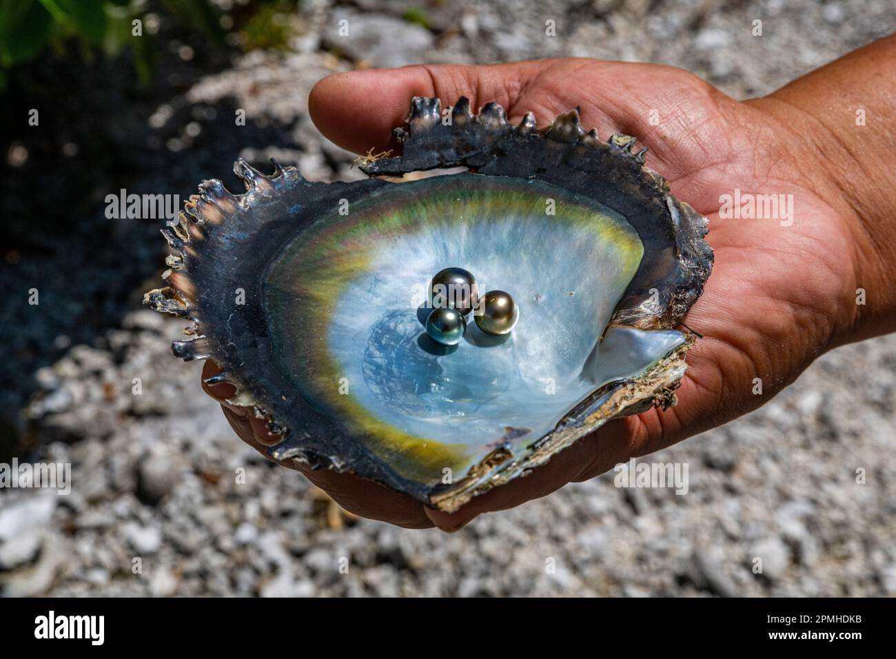 Perle dans une coquille avec mère de perle, Gaugain Pearl Farm, Rangiroa atoll, Tuamotus, Polynésie française, Pacifique Sud, Pacifique Banque D'Images
