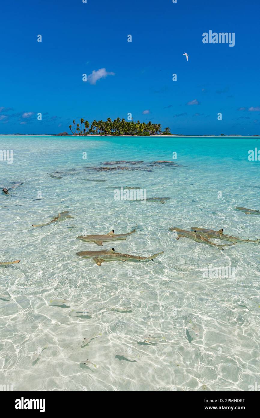 Requins de récif à bout noir dans le lagon bleu, atoll de Rangiroa, Tuamotus, Polynésie française, Pacifique Sud, Pacifique Banque D'Images