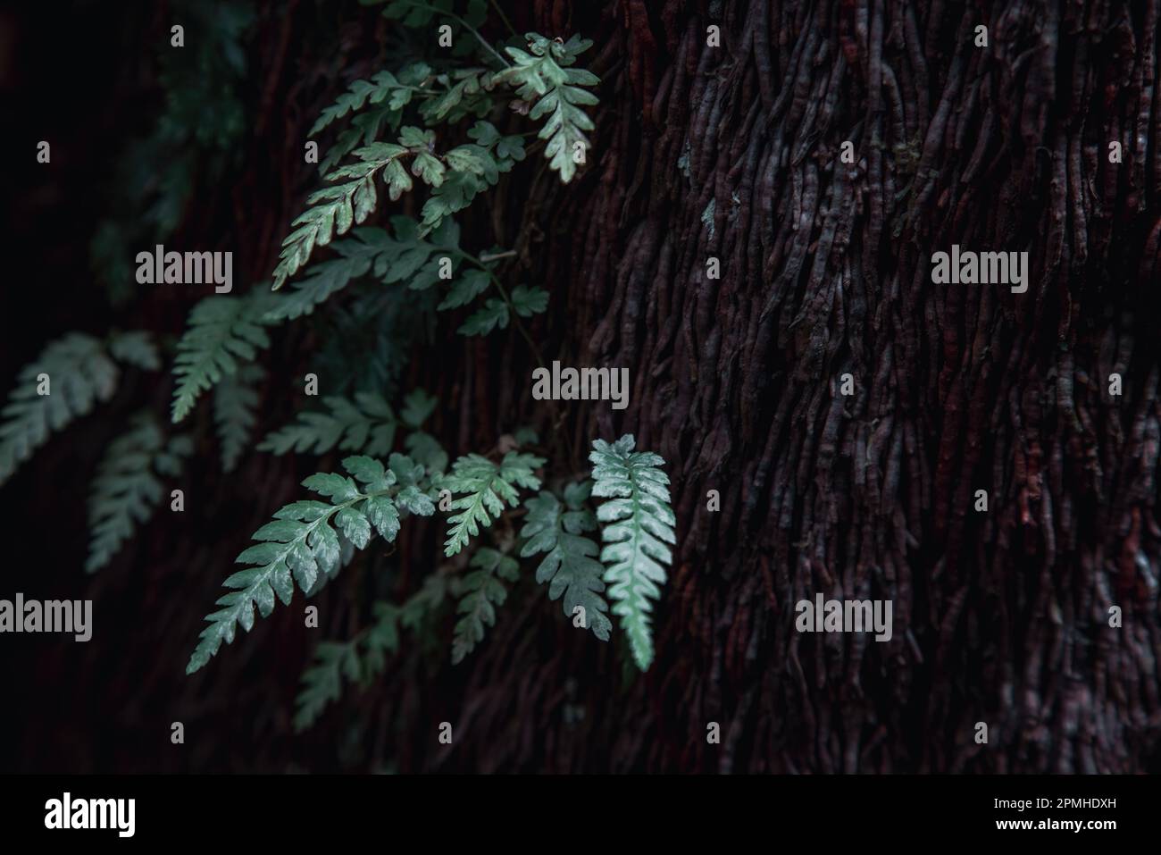 Tige et feuilles de fougère d'arbre, Badger Weir, Yarra Ranges, Australie. Arrière-plan nature dans des tons sombres et muets avec espace pour le texte. Banque D'Images