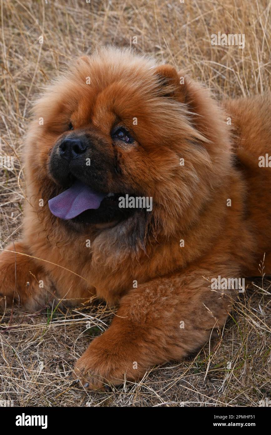 chow chow Banque D'Images