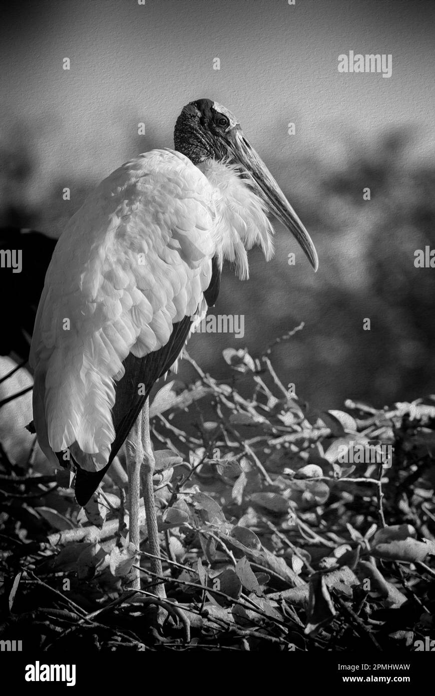 Florida Wood Stork portrait complet dans un traitement noir et blanc avec des effets de peinture et beaucoup de détails - Mycteria americana Banque D'Images