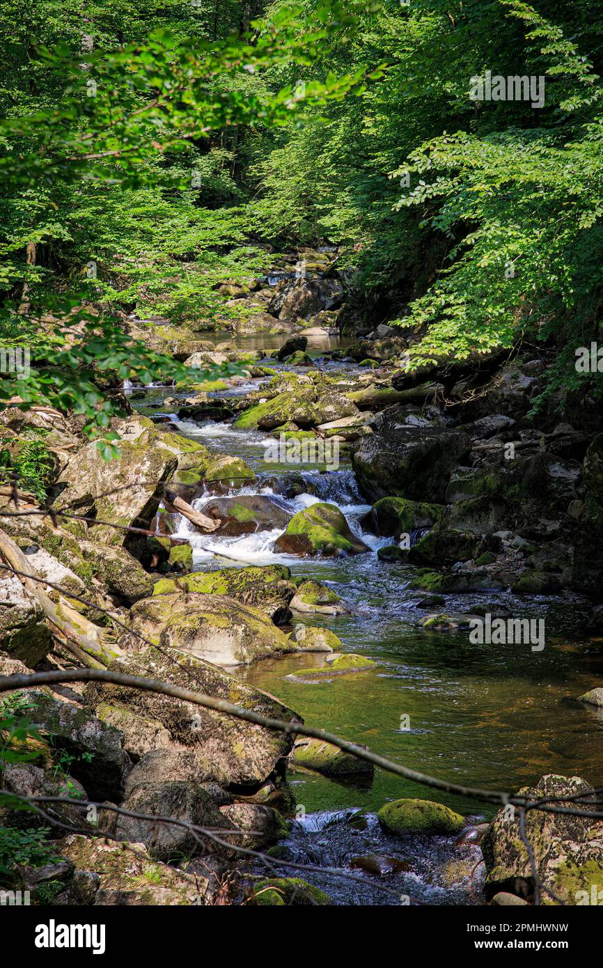 Un ruisseau sauvage traverse la forêt bavaroise, traversant un terrain rocheux et offrant un habitat prospère à une faune et une flore variées. Banque D'Images
