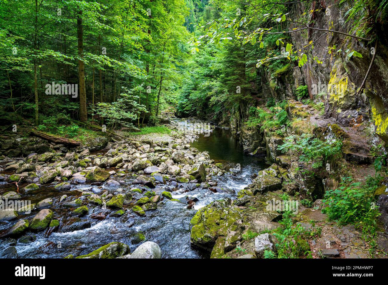 Un ruisseau sauvage traverse la forêt bavaroise, traversant un terrain rocheux et offrant un habitat prospère à une faune et une flore variées. Banque D'Images