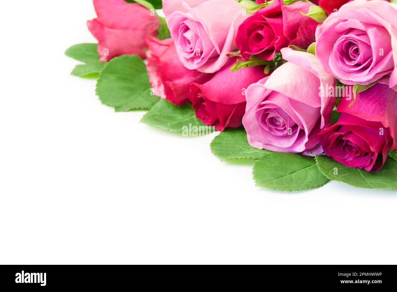 Bouquet de roses rouges et roses gros plan sur fond blanc Banque D'Images