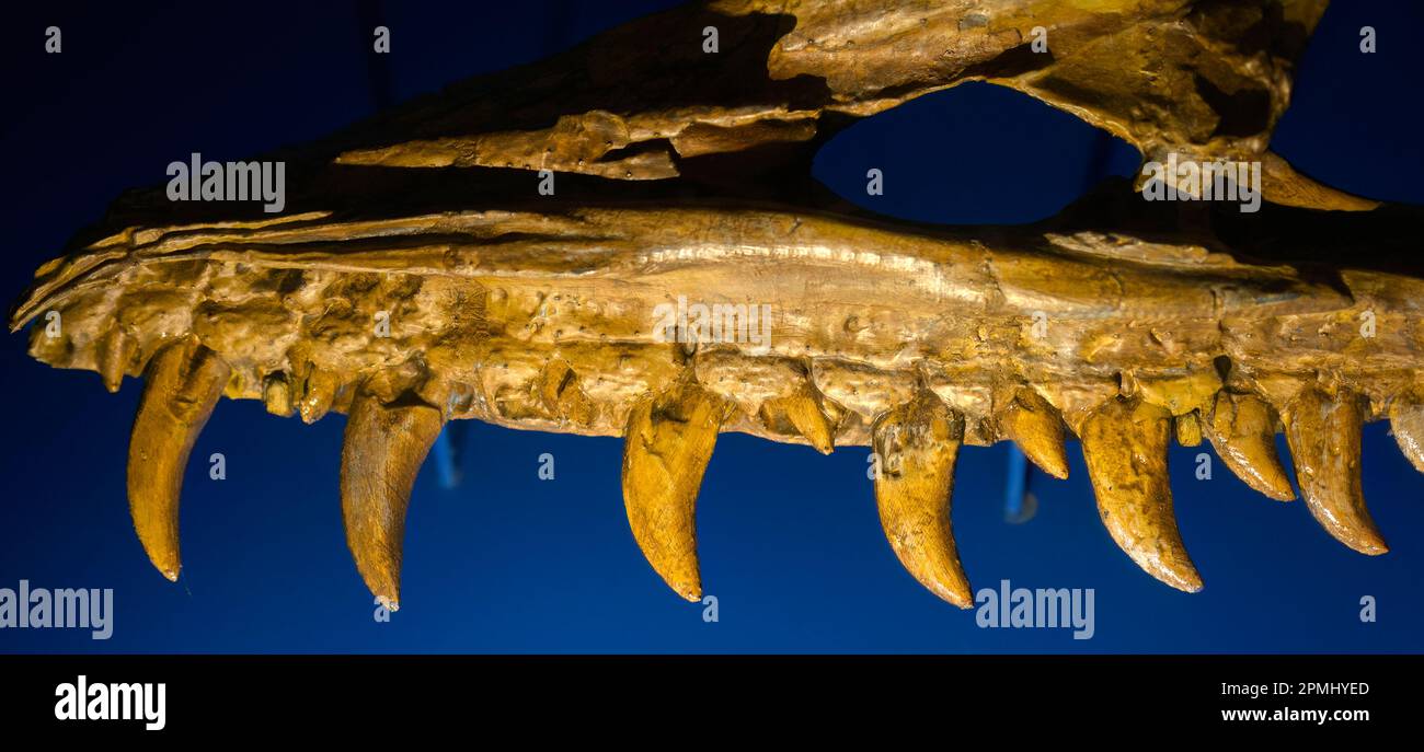 Mâchoire supérieure et dents d'un dinosaure Alioramus Altai. Exposition au Musée royal de l'Ontario (ROM) Banque D'Images