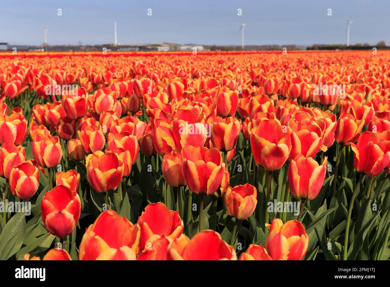 Champ de tulipes, pays-Bas, moulin à vent, Alkmaar, champ de tulipes à fleurs près d'Alkmaar, moulin à vent, Hollande, pays-Bas, Nord-Hollande Banque D'Images