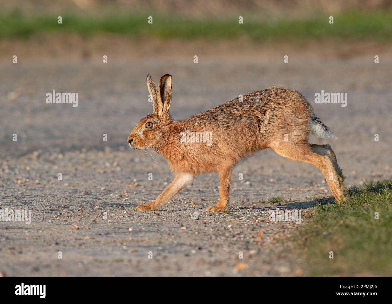 Juste en traversant la route , un grand lièvre brun (Lepus europaeus) qui traverse le tarmac . Suffolk , Royaume-Uni Banque D'Images