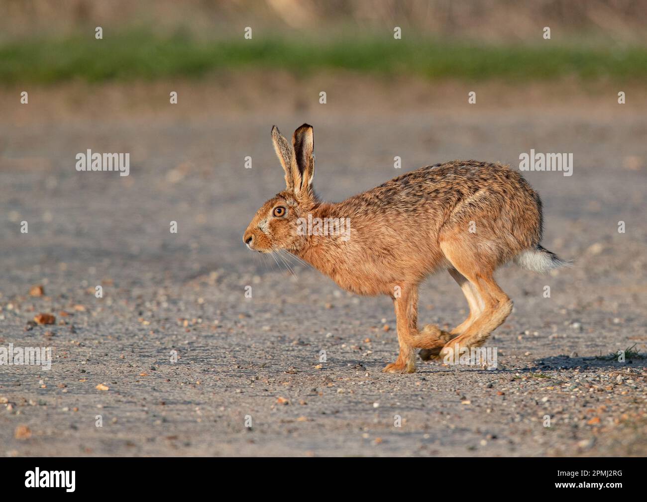 Juste en traversant la route , un grand lièvre brun (Lepus europaeus) qui traverse le tarmac . Suffolk , Royaume-Uni Banque D'Images