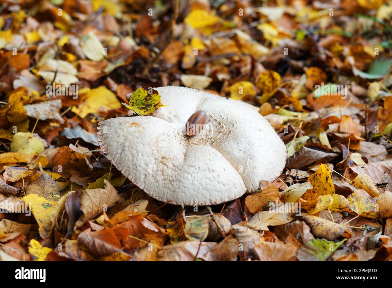 Champignons forêt de champignons sur les feuilles de terre, Pilz Pilze, champignons schön Banque D'Images