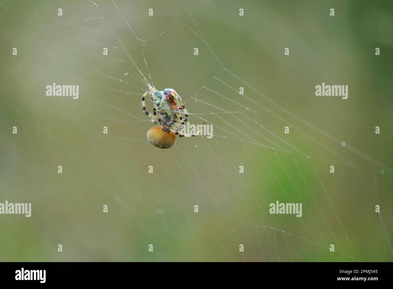 L'araignée attrape et enveloppe la trémie d'herbe dans la toile, saut en sautant Spinne fängt Grashüpfer im Netz und wickelt ihe ein. Banque D'Images