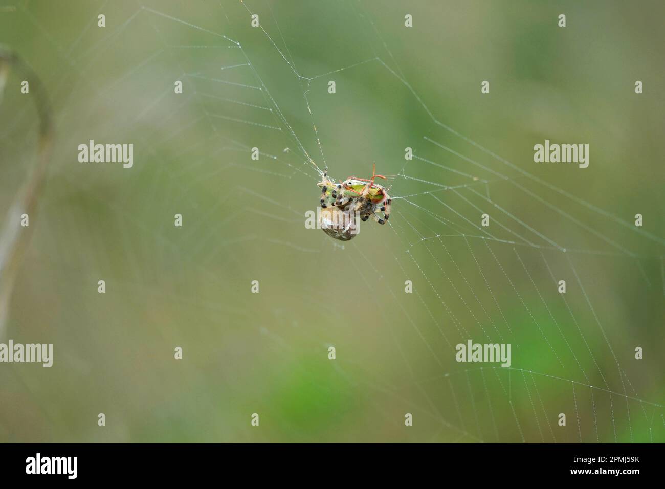 L'araignée attrape et enveloppe la trémie d'herbe dans la toile, saut en sautant Spinne fängt Grashüpfer im Netz und wickelt ihe ein. Banque D'Images