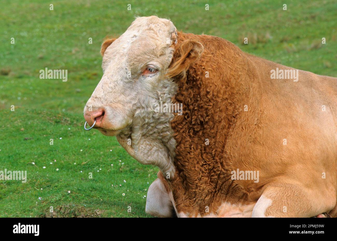 Bétail domestique, taureau Simmental avec anneau de nez, allongé sur pâturage Banque D'Images