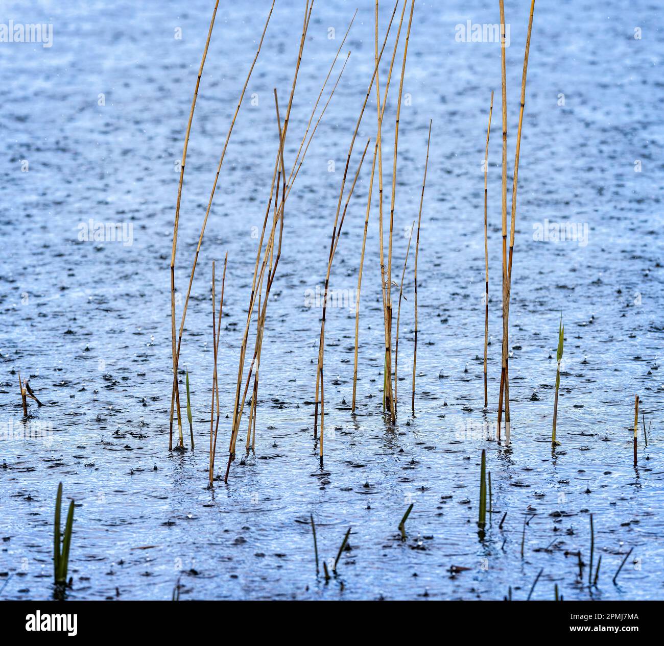 Gros plan du lit de roseaux de lac dans une tempête intense avec éclaboussures de pluie sur la surface du lac Banque D'Images