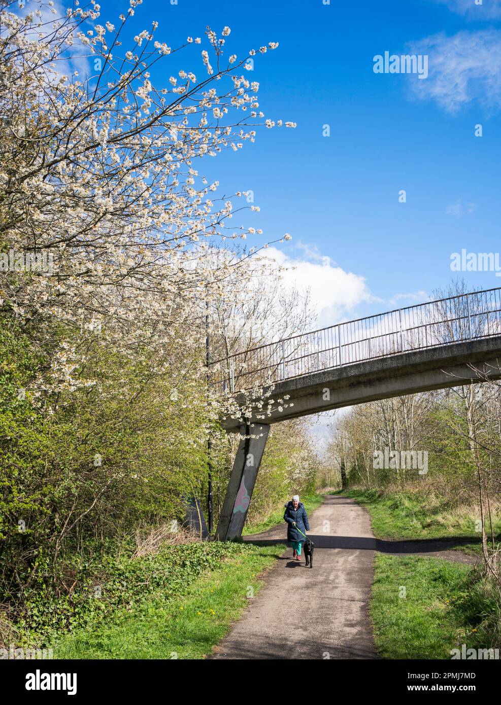 Une femme marche son chien le long de la piste cyclable de C2C en passant par les fleurs printanières à Fatfield, Washington, dans le nord-est de l'Angleterre, au Royaume-Uni Banque D'Images