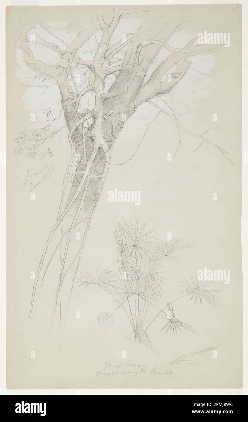 Dessin, étude du tronc d'arbre, de la vigne parasite et de la plante des palmiers, Jamaïque; église Frederic Edwin (américaine, 1826–1900); Jamaïque; graphite, pinceau et gouache blanc sur papier vélin vert-gris; feuille: 44,6 x 27,5 cm (17 9/16 x 10 13/16 po) Banque D'Images