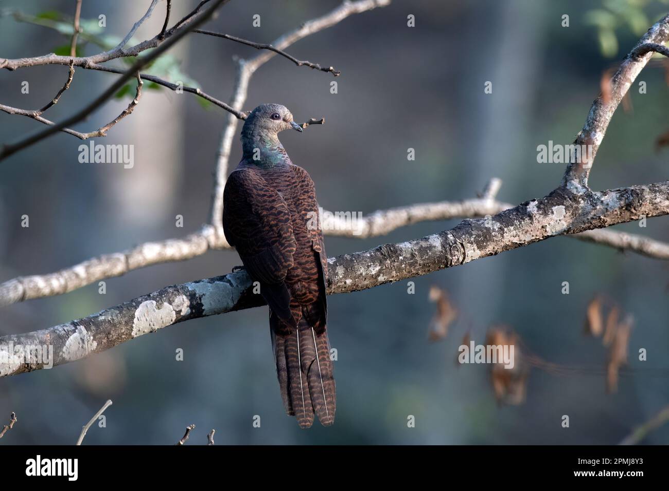 La cuckoo-dove barrée (Macropygia unchall) observée à Rongtong dans le Bengale occidental, Inde Banque D'Images