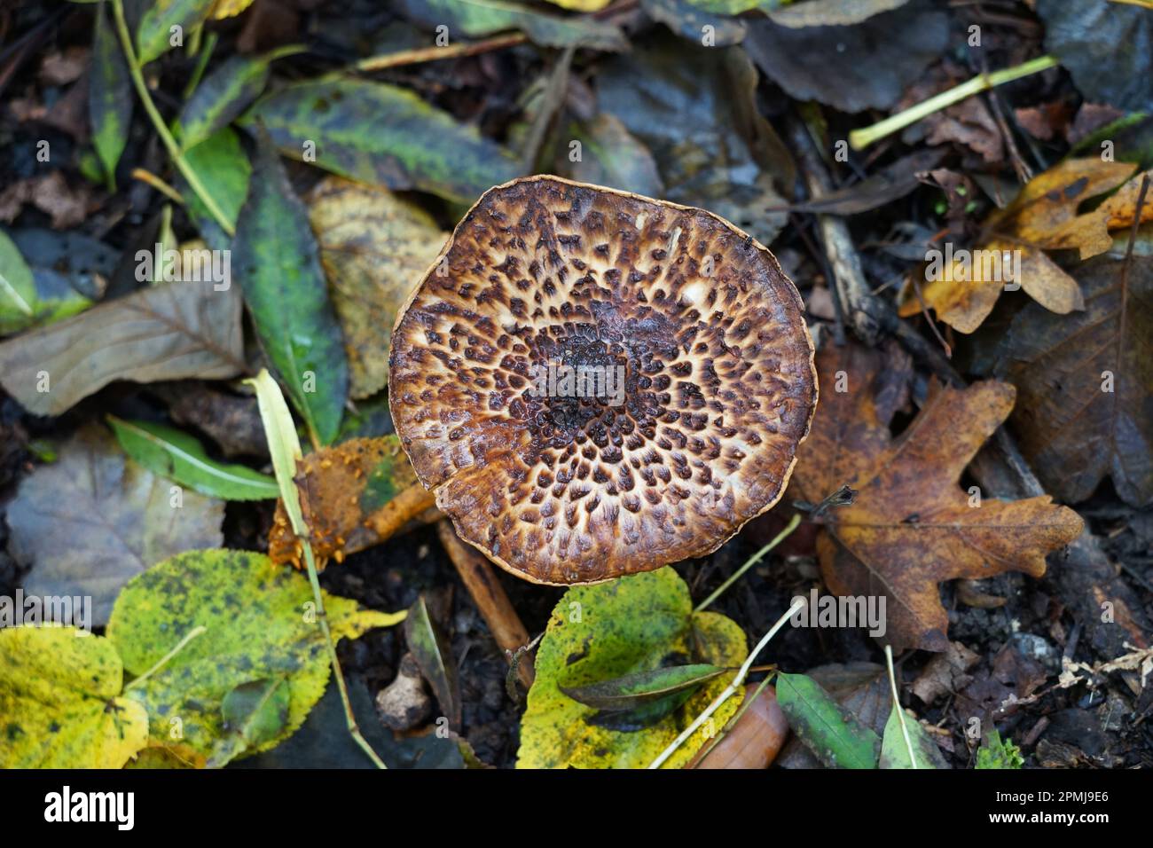 Champignons forêt de champignons sur les feuilles de terre, Pilz Pilze, champignons schön Banque D'Images