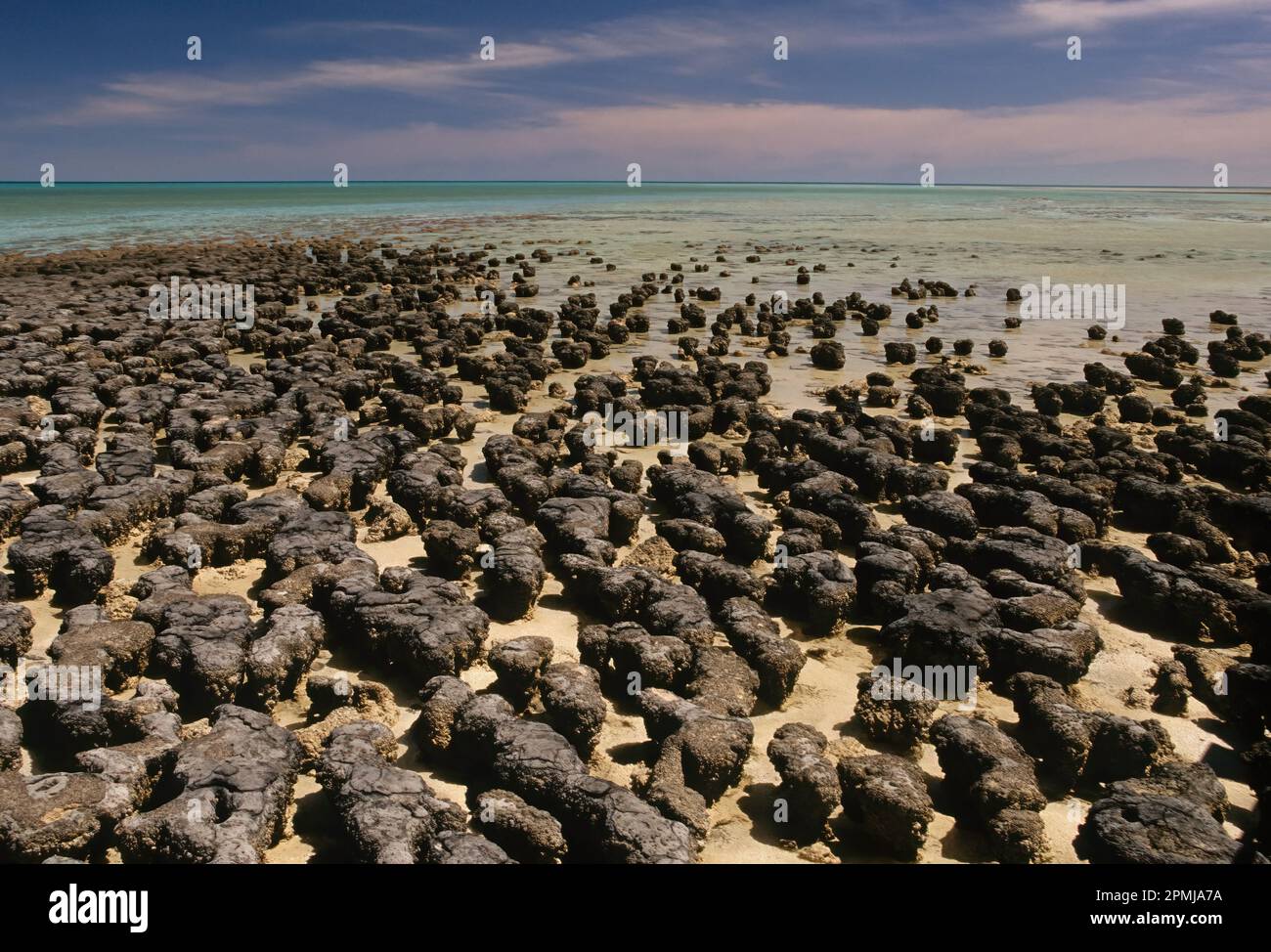 Les stromatolites ou stromatolithes (de στρῶμα grec ancien (strôma), GEN στρώματος (strṓmatos) 'couche, strate', et λίθος (líthos) 'roct') sont superposés Banque D'Images