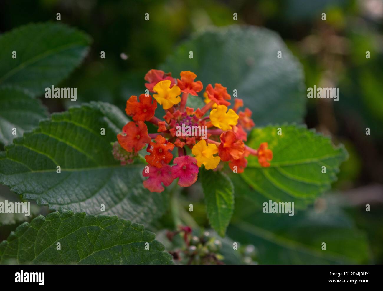 gros plan d'une lantana camara Banque D'Images