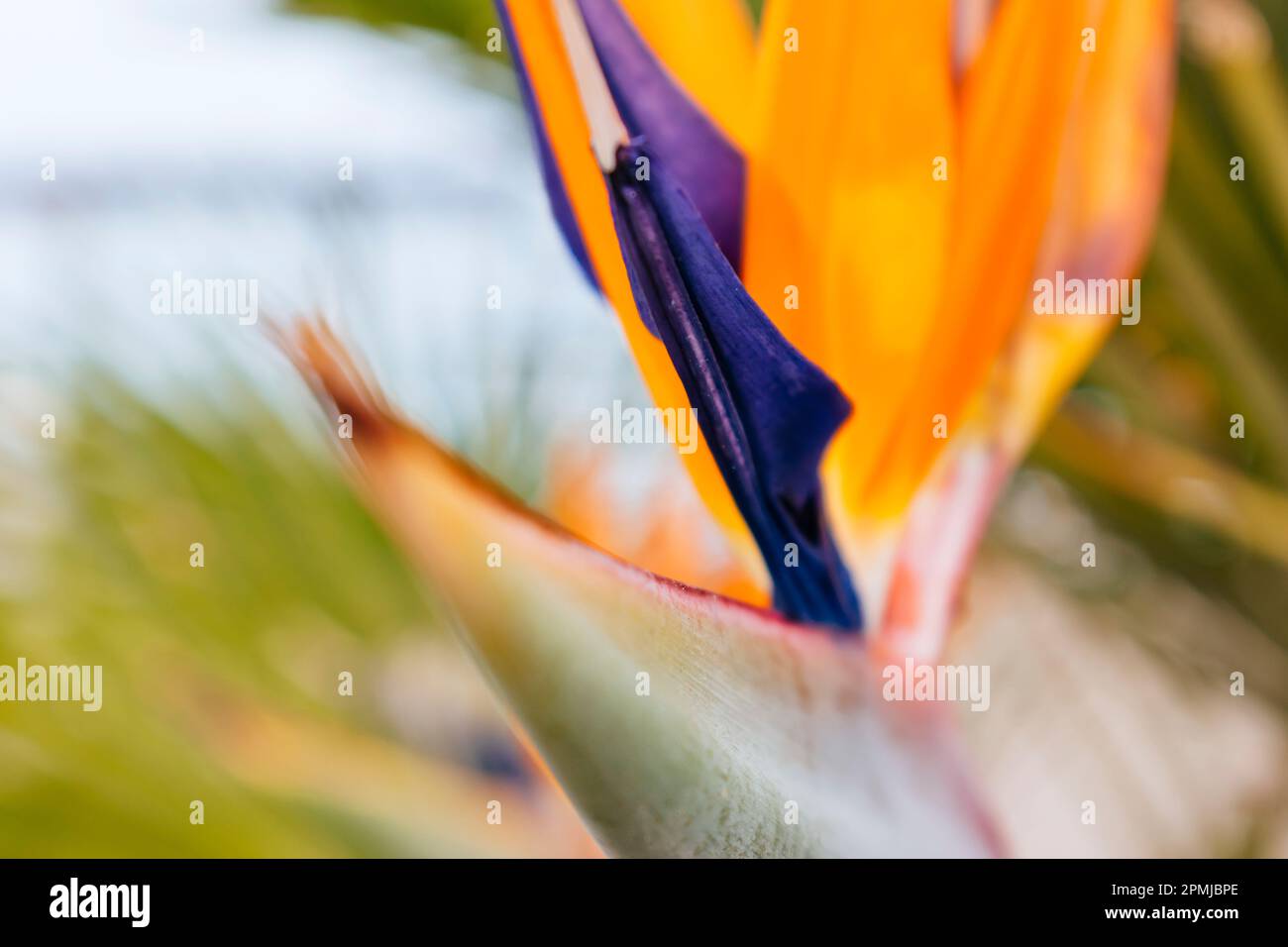 Strelitzia est un genre de cinq espèces de plantes vivaces, indigènes de l'Afrique du Sud. Il appartient à la famille des plantes Strelitziaceae. Nom commun du Banque D'Images