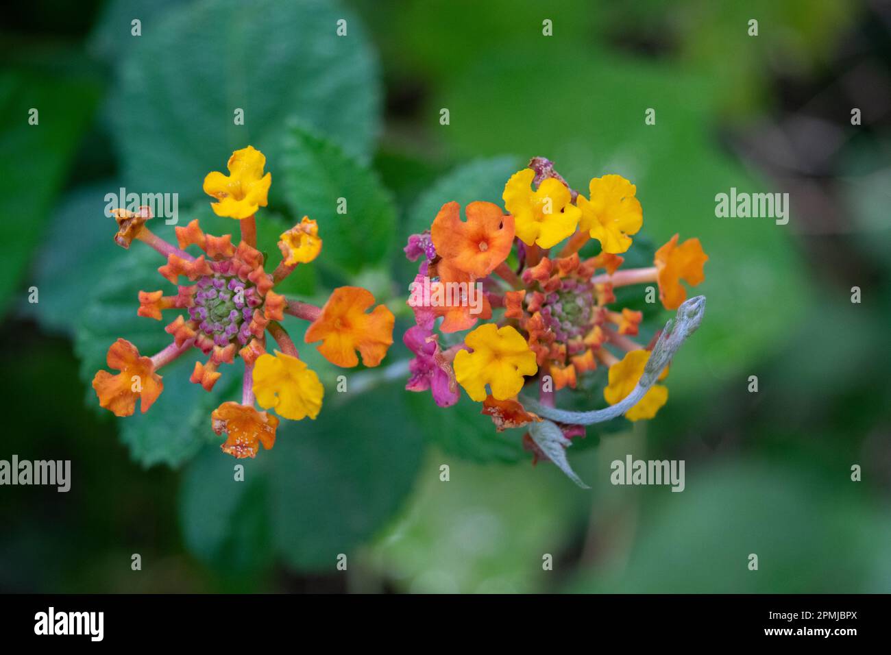 gros plan d'une lantana camara Banque D'Images