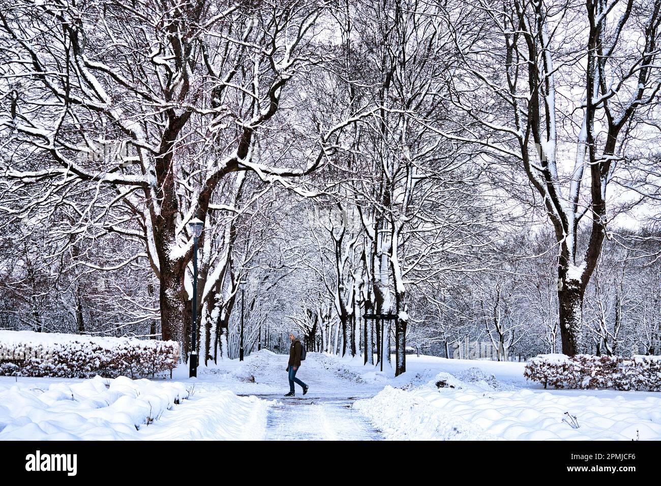 Vigeland Sculpture Park, Oslo, Norvège - une personne marchant devant une avenue d'arbres couverts de neige pendant l'hiver Banque D'Images