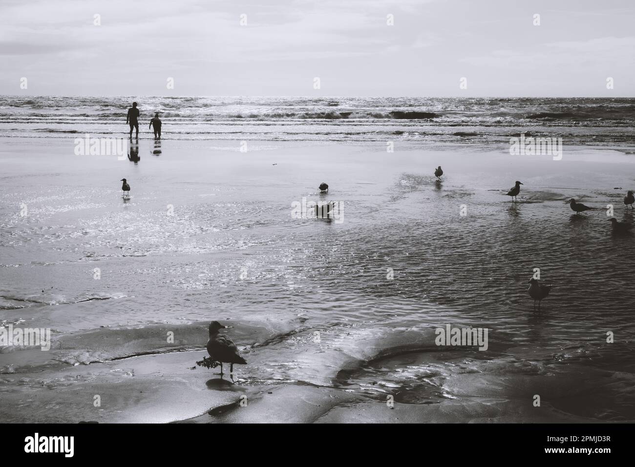 Photo noir et blanc de la mer avec des mouettes Banque D'Images
