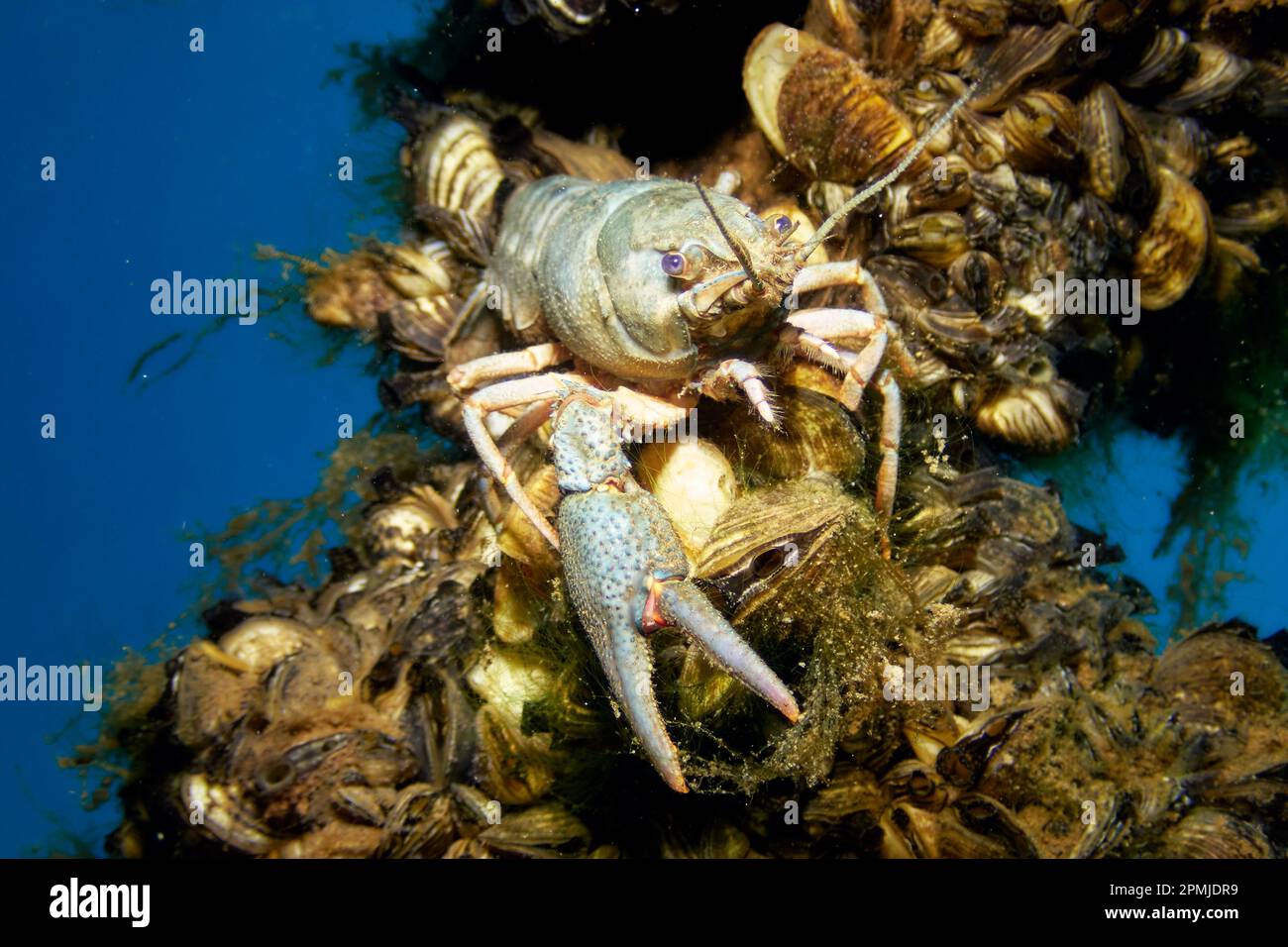 Gros plan sous l'eau d'un écrevisse européen (Astacus Astacus) sur des coquillages d'eau douce dans un lac. Scène sauvage avec habitat naturel. Banque D'Images