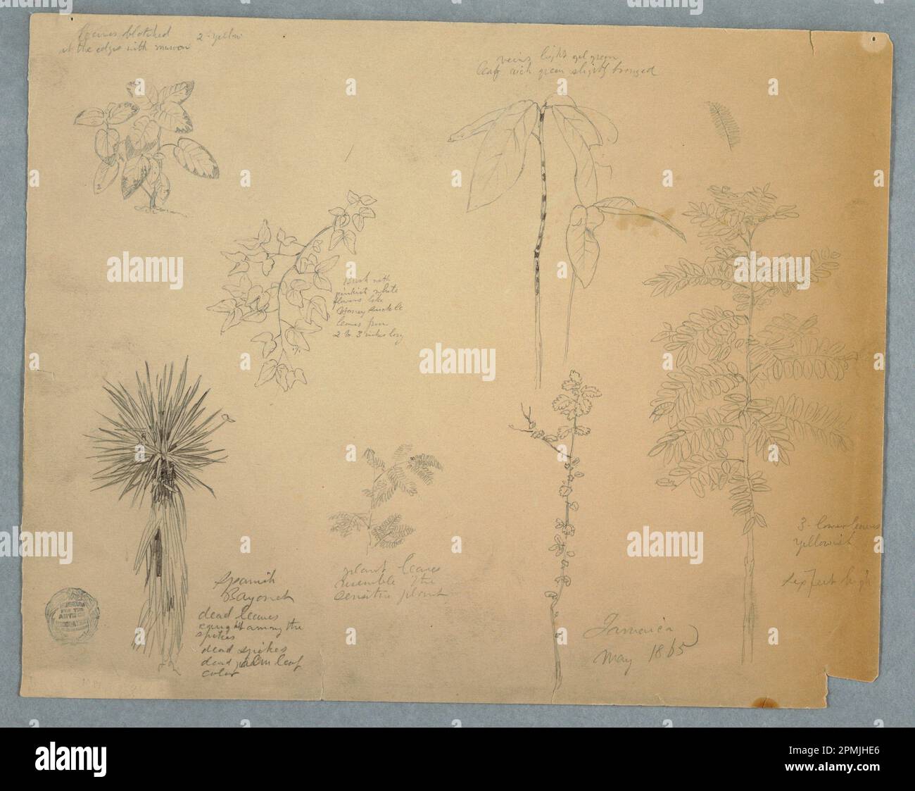 Dessin, baïonnette espagnole avec un arbre et cinq autres études de plantes, Jamaïque; église Frédéric Edwin (américaine, 1826–1900); Jamaïque; graphite sur papier vélin crème; feuille: 24,2 x 30,6 cm (9 1/2 x 12 1/16 po) Banque D'Images