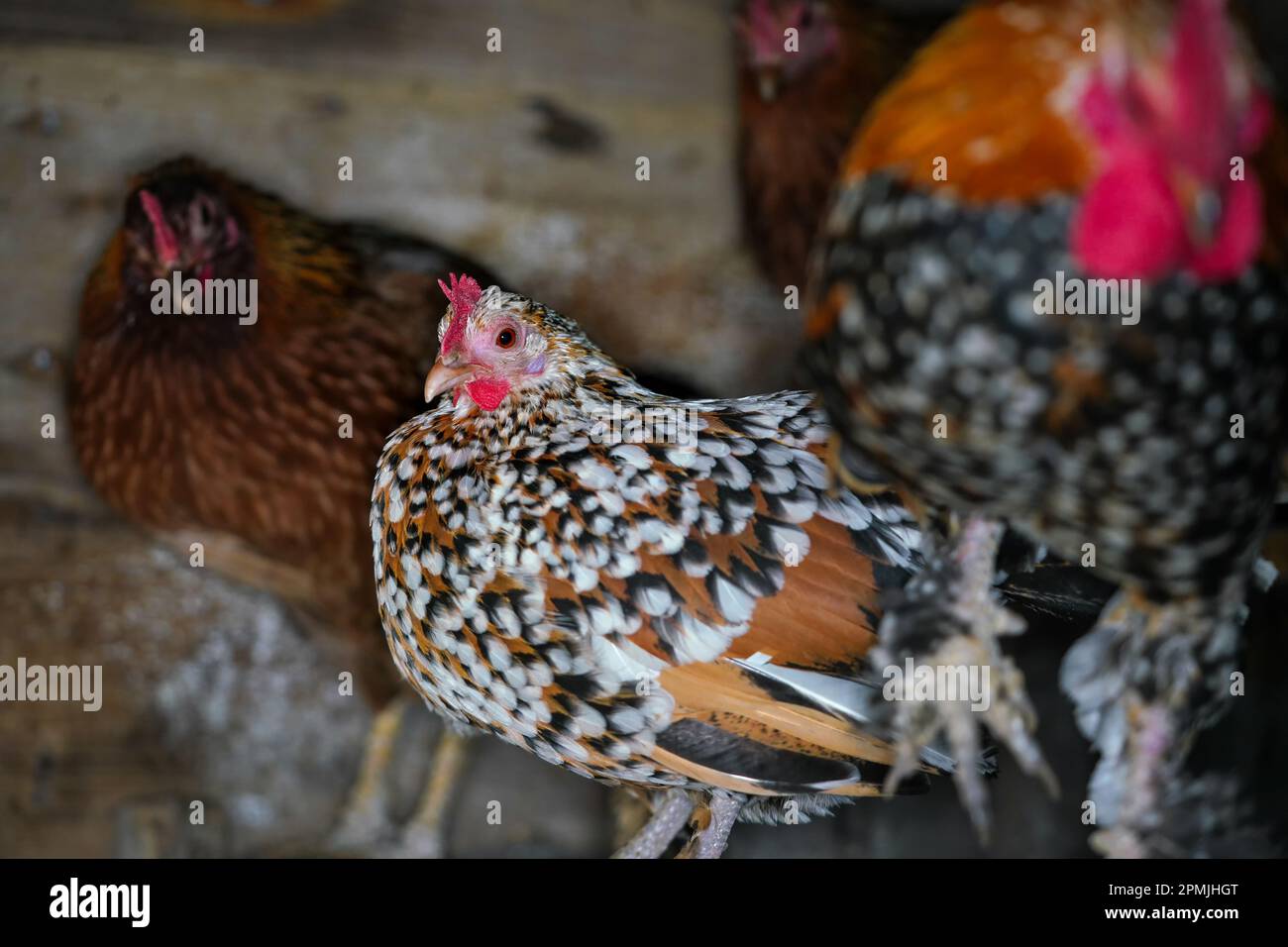 Petite poule de poulet à pois avec peigne rouge vif, détail en gros plan sur le poulailler Banque D'Images