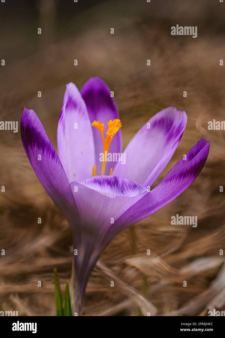 Iris pourpre et jaune sauvage ( Crocus heuffelianus ) fleur poussant à l'ombre, herbe sèche et feuilles autour Banque D'Images