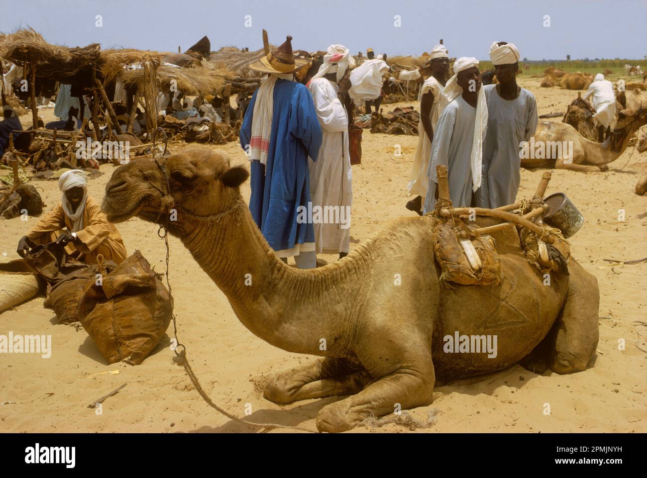 Afrique, région du Sahel, Tchad, Kanem. Dromadaire au marché de Ngueleydinga. Banque D'Images