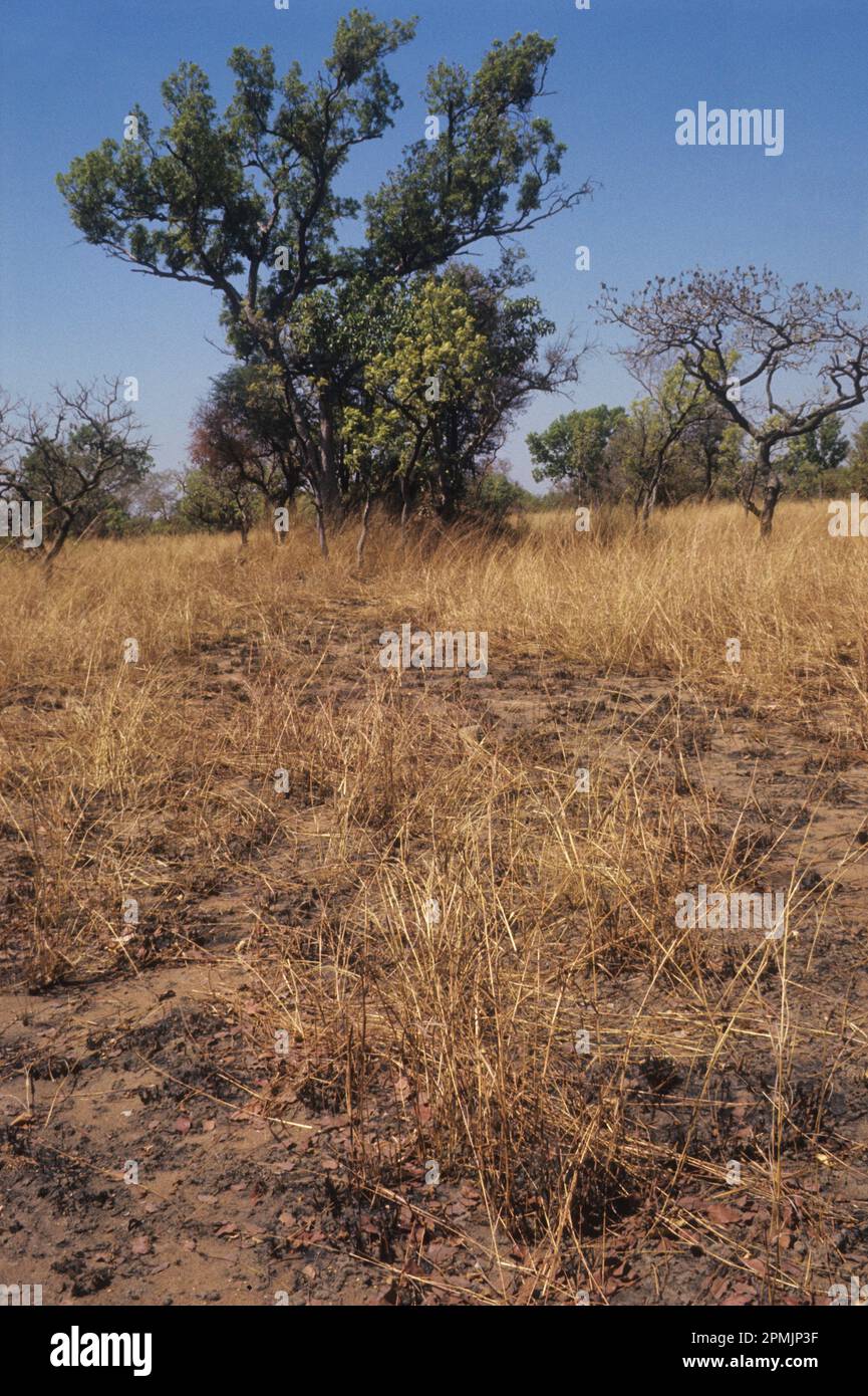 Savane à l'herbe sèche pendant la saison sèche, parc national de Manda, Tchad, Afrique. Banque D'Images