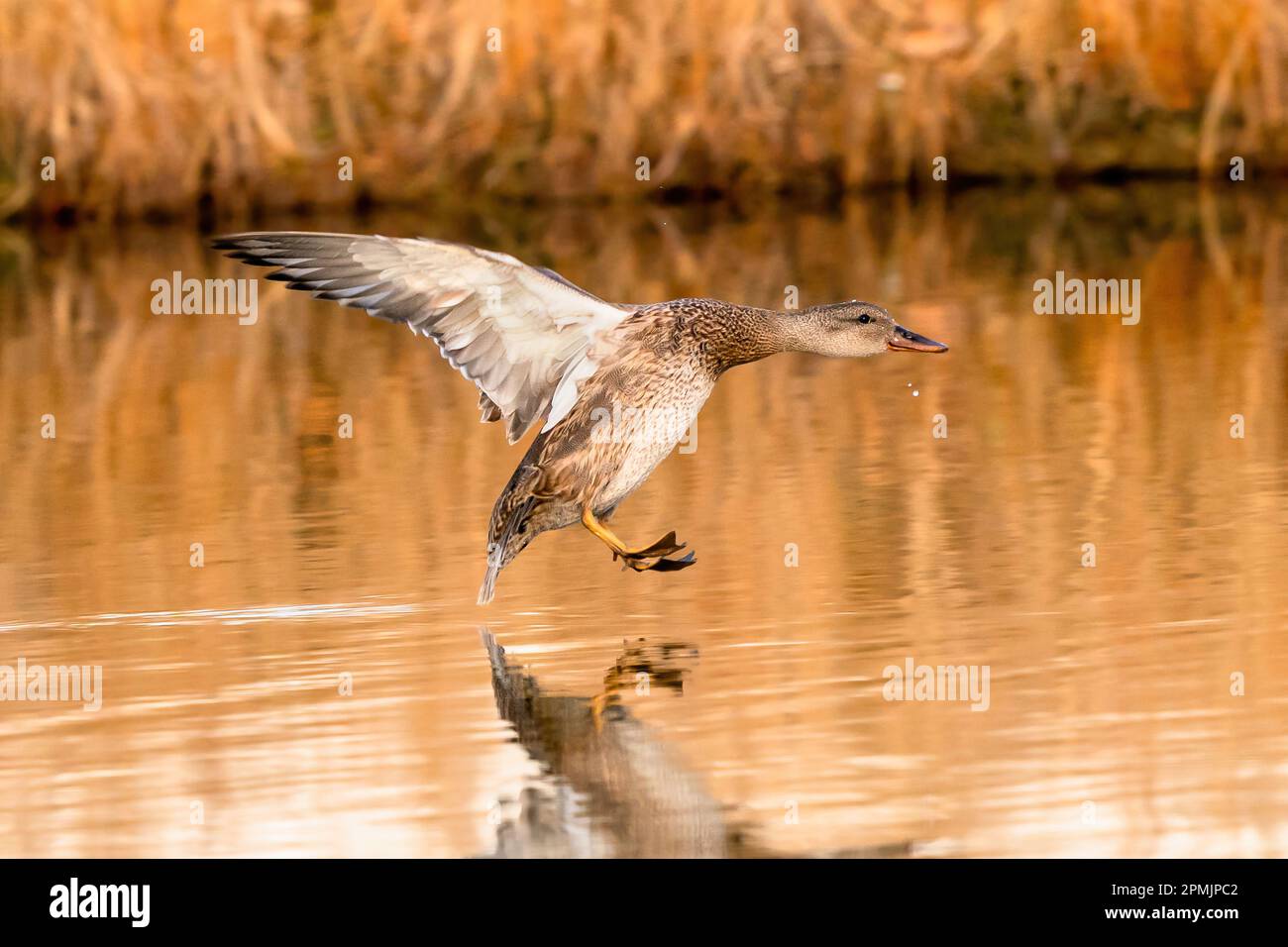 Un jeune drake de Gadwall, sur le point d'atterrir sur un étang doré avec des ailes étirées. Vue rapprochée. Banque D'Images