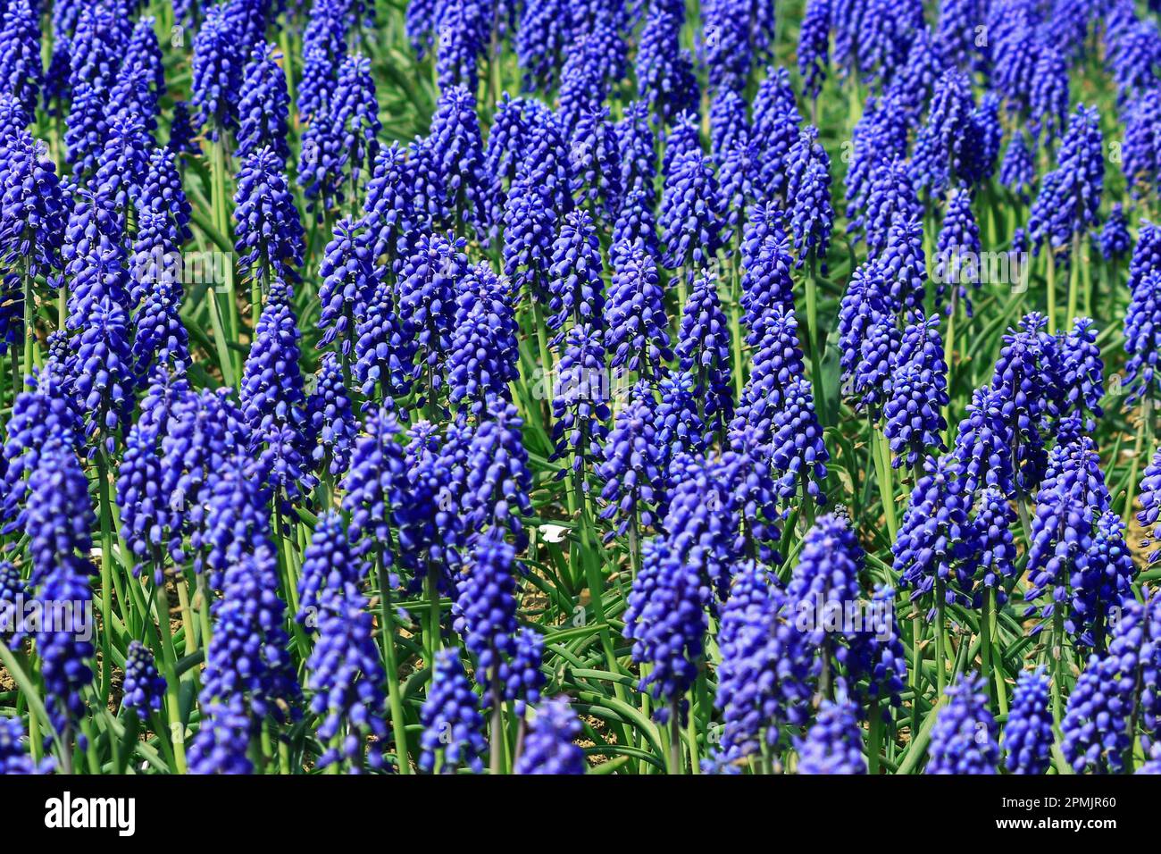 Une vue rapprochée d'un champ de muscari avec des fleurs violettes Banque D'Images