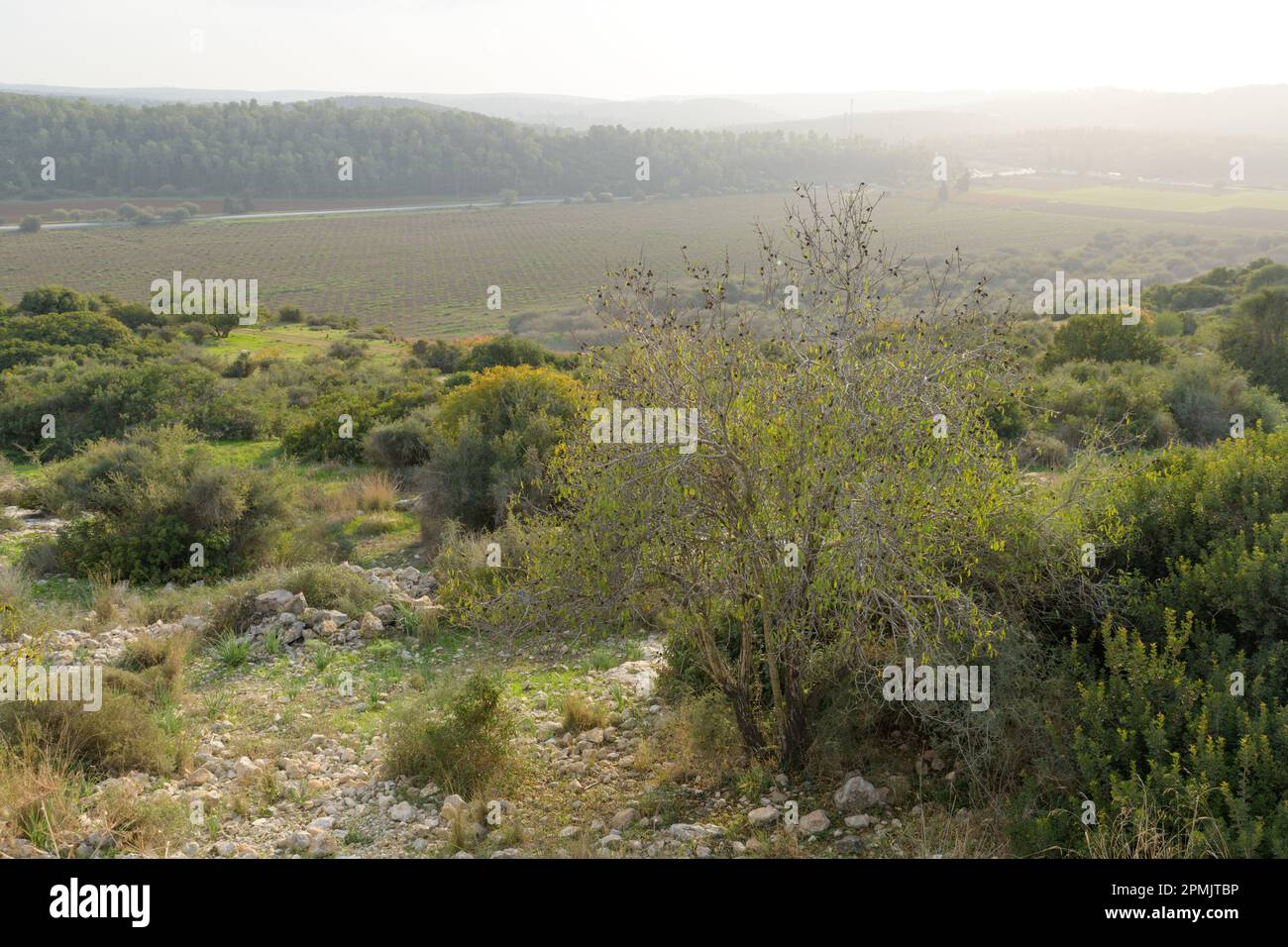 Vallée de l'Éla - lieu biblique où David a combattu Goliath, Israël Banque D'Images