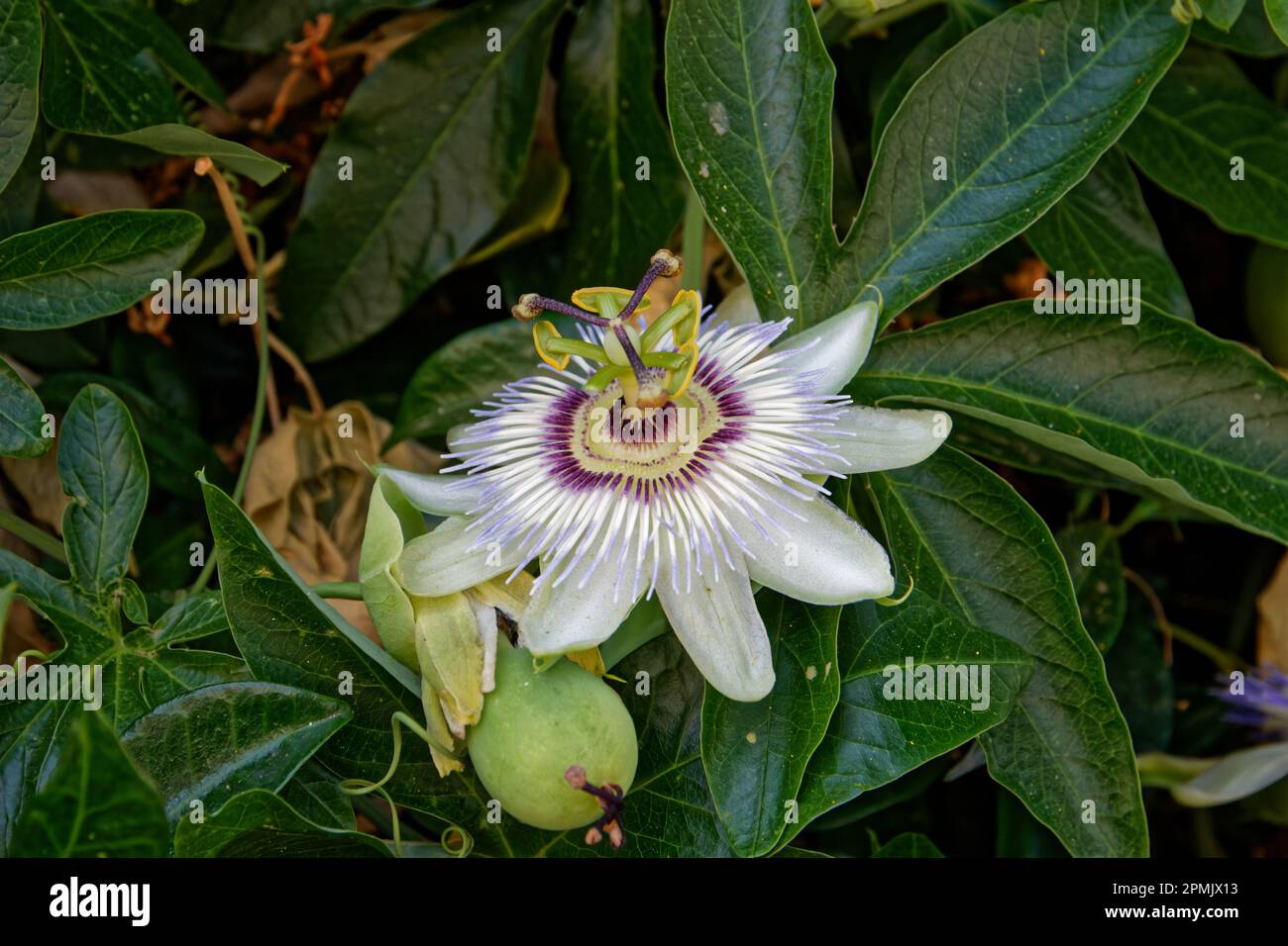 Cloe-up photo d'une fleur en fleur en Toscane, Italie Banque D'Images