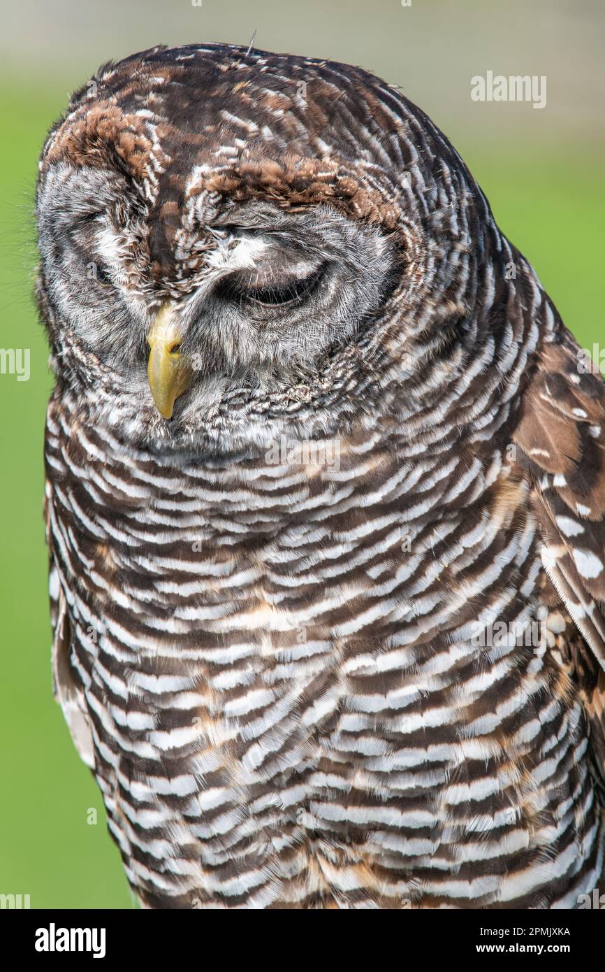 Chaco Owl, Strix chacoensis, Leeds Castle Falconry Centre, Leeds, Kent, Royaume-Uni Banque D'Images