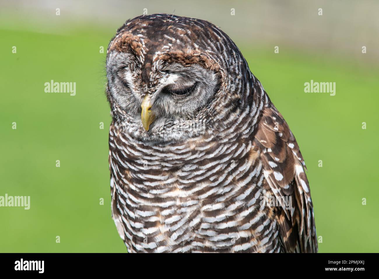 Chaco Owl, Strix chacoensis, Leeds Castle Falconry Centre, Leeds, Kent, Royaume-Uni Banque D'Images