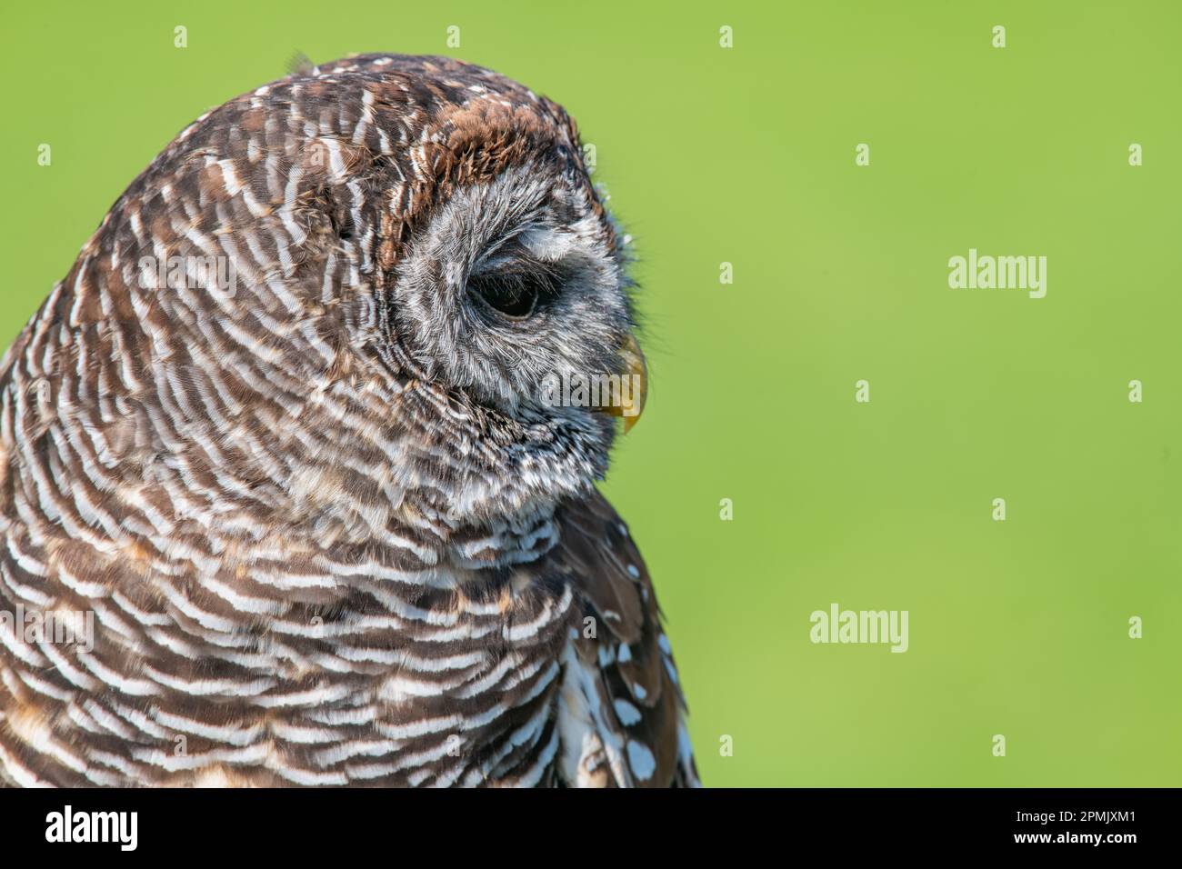 Chaco Owl, Strix chacoensis, Leeds Castle Falconry Centre, Leeds, Kent, Royaume-Uni Banque D'Images