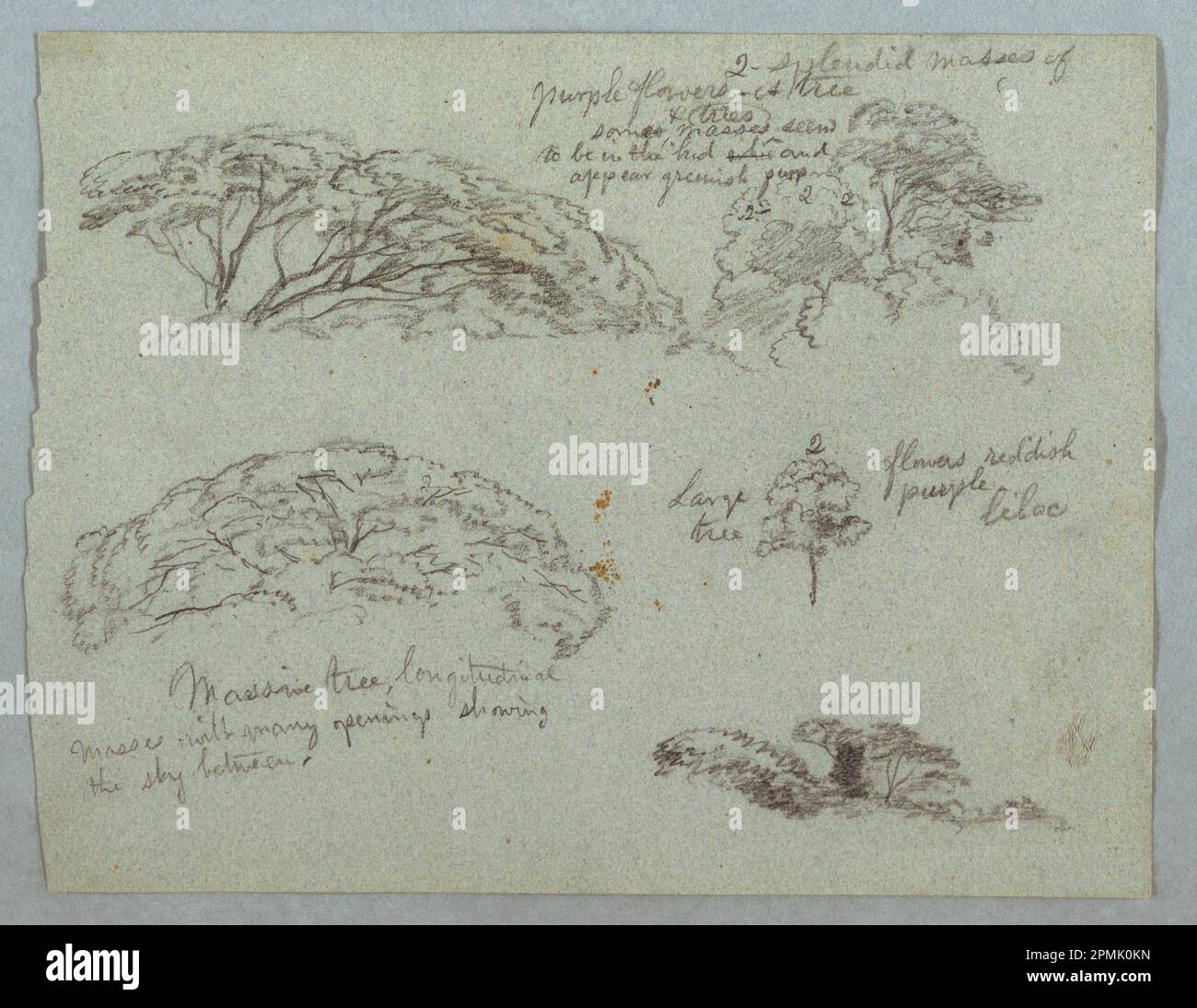 Dessin, cinq études de la coupe des arbres, Rio Magdalena, Colombie; église Frédéric Edwin (américaine, 1826–1900); Colombie; graphite sur papier gris; feuille: 21,5 x 28,5 cm (8 7/16 x 11 1/4 po.) Banque D'Images