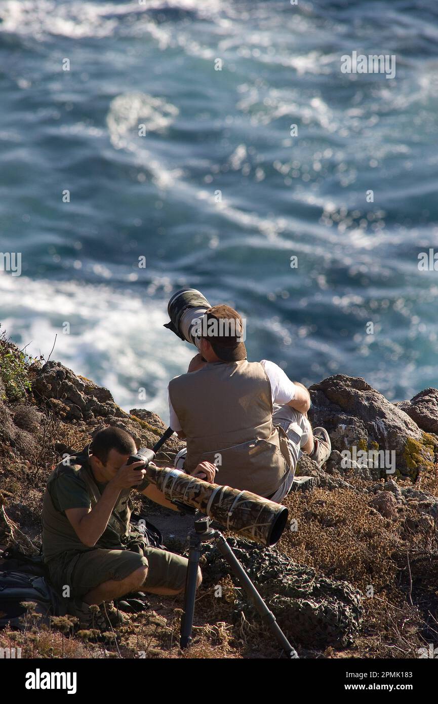 Faucon d'Eleonora sur les falaises de l'île de San Pietro, Sardaigne Italie Banque D'Images