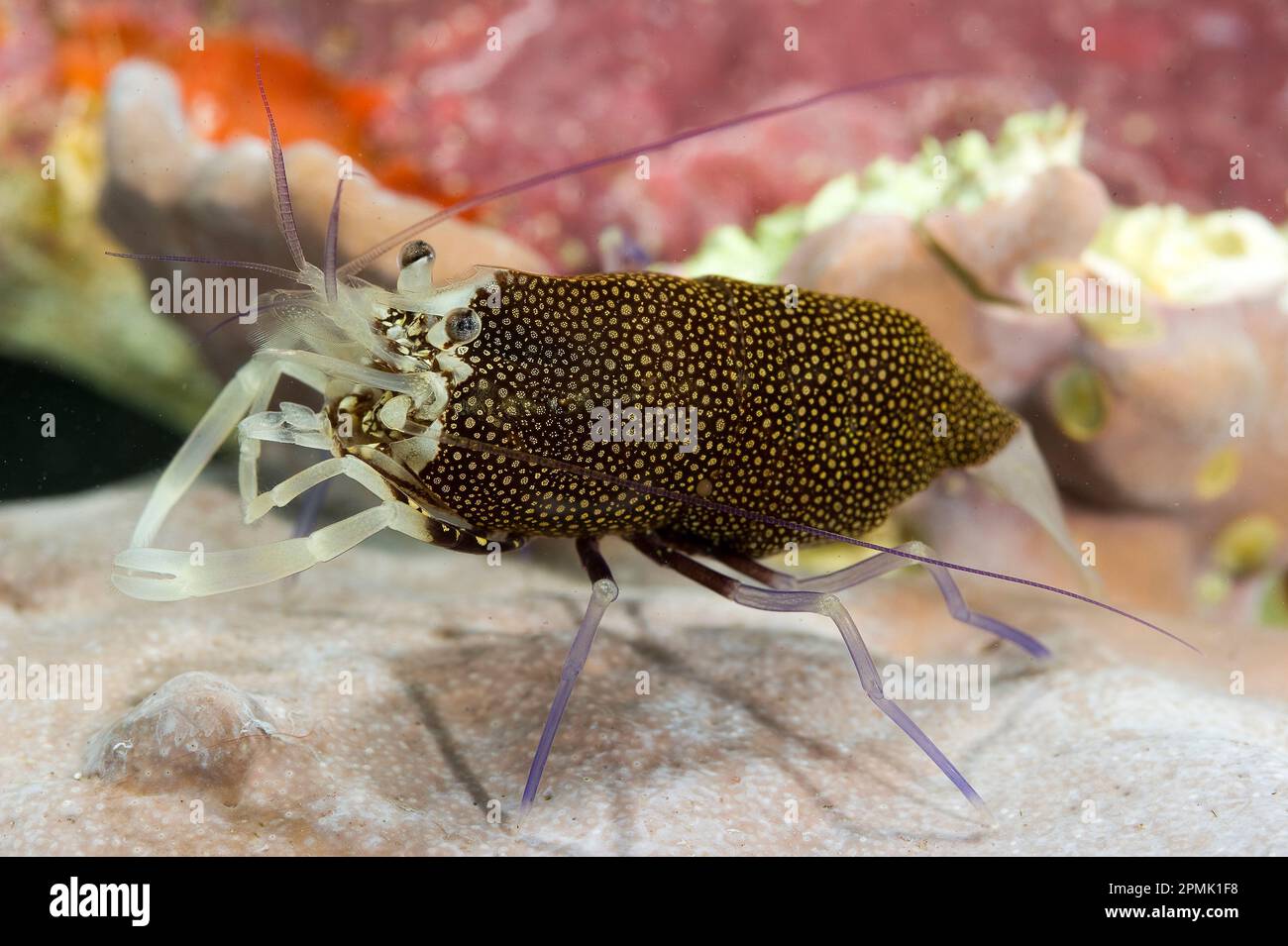 Gambero Vinaio drimo, crevettes d'Arlequin (Gnathophyllum elegans). Capo Caccia, Alghero, Sardaigne, Italie Banque D'Images